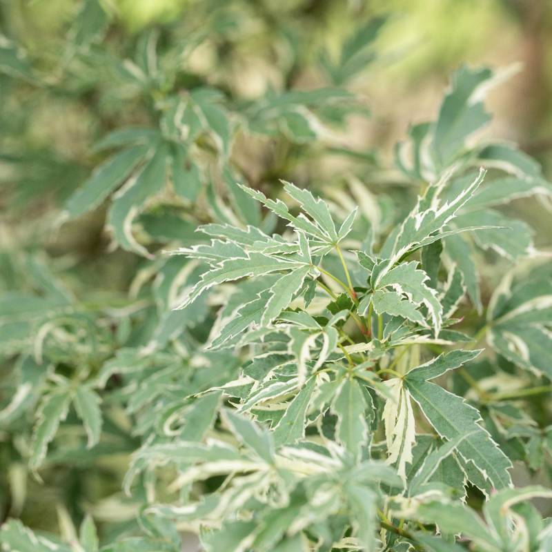 Fächerahorn 'Butterfly' Liefergröße: 60 - 80 cm Fächerahorn 'Butterfly' Liefergröße: 60 - 80 cm von Garten Schlüter