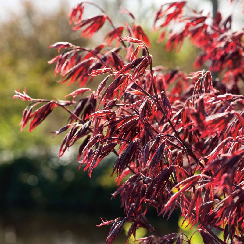 Fächerahorn 'Moonfire' C3-5 60 - 80 cm Liefergröße: 60 - 80 cm Fächerahorn 'Moonfire' C3-5 60 - 80 cm Liefergröße: 60 - 80 cm von Garten Schlüter