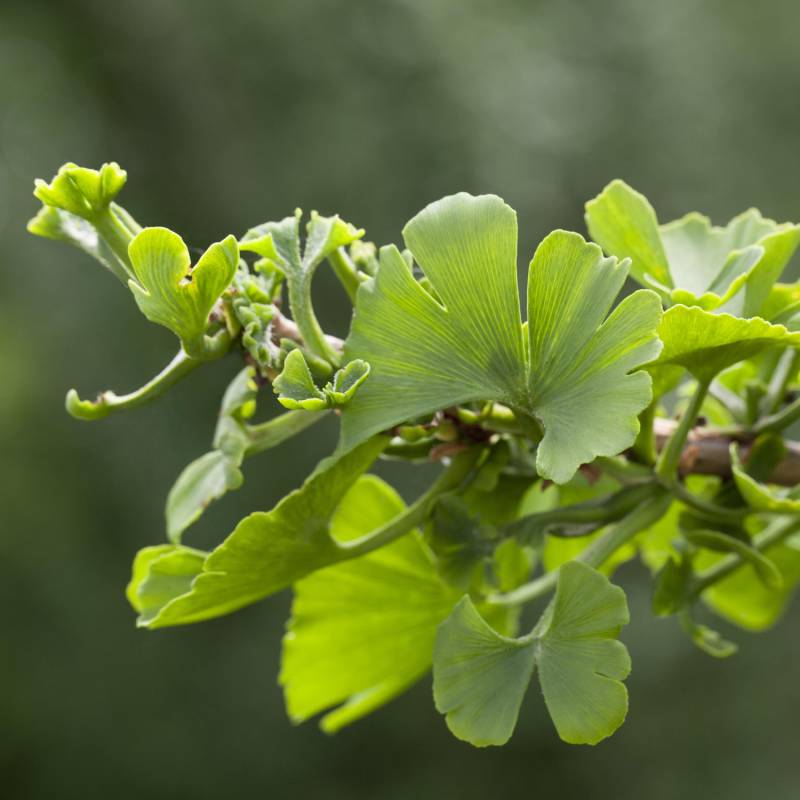 Fächerblattbaum/Gingko 'Troll', 10 Liter, 50 - 60 cm Liefergröße: 50 - 60 cm Fächerblattbaum/Gingko 'Troll', 10 Liter, 50 - 60 cm Liefergröße: 50 - 60 cm von Garten Schlüter