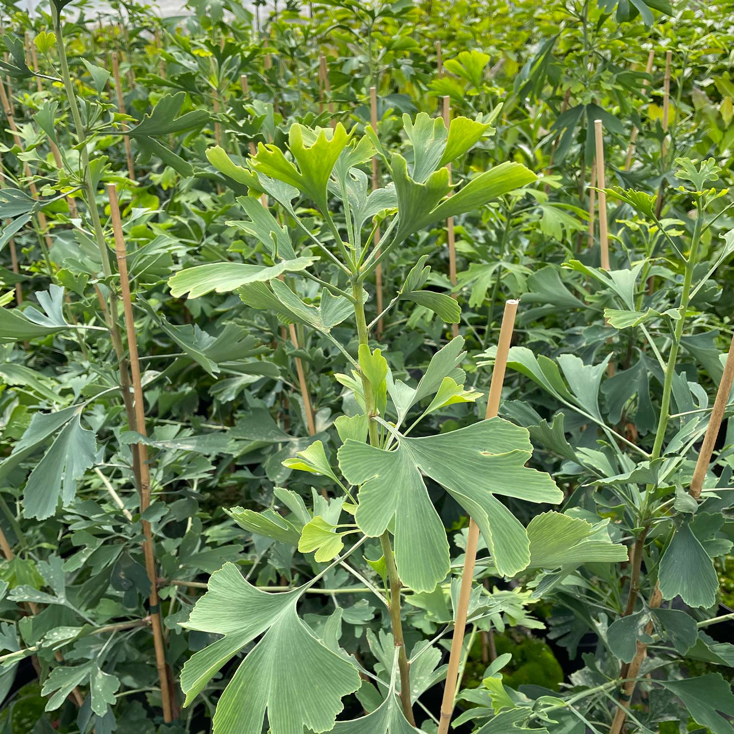 Fächerblattbaum C5 - 7,5, 125-150 cm Liefergröße: 125 - 150 cm Fächerblattbaum C5 - 7,5, 125-150 cm Liefergröße: 125 - 150 cm von Garten Schlüter