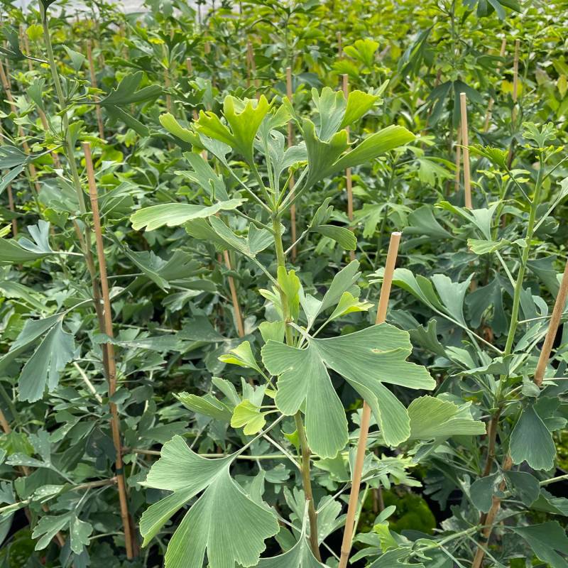 Fächerblattbaum C5 - 7,5, 125-150 cm Liefergröße: 125 - 150 cm Fächerblattbaum C5 - 7,5, 125-150 cm Liefergröße: 125 - 150 cm von Garten Schlüter