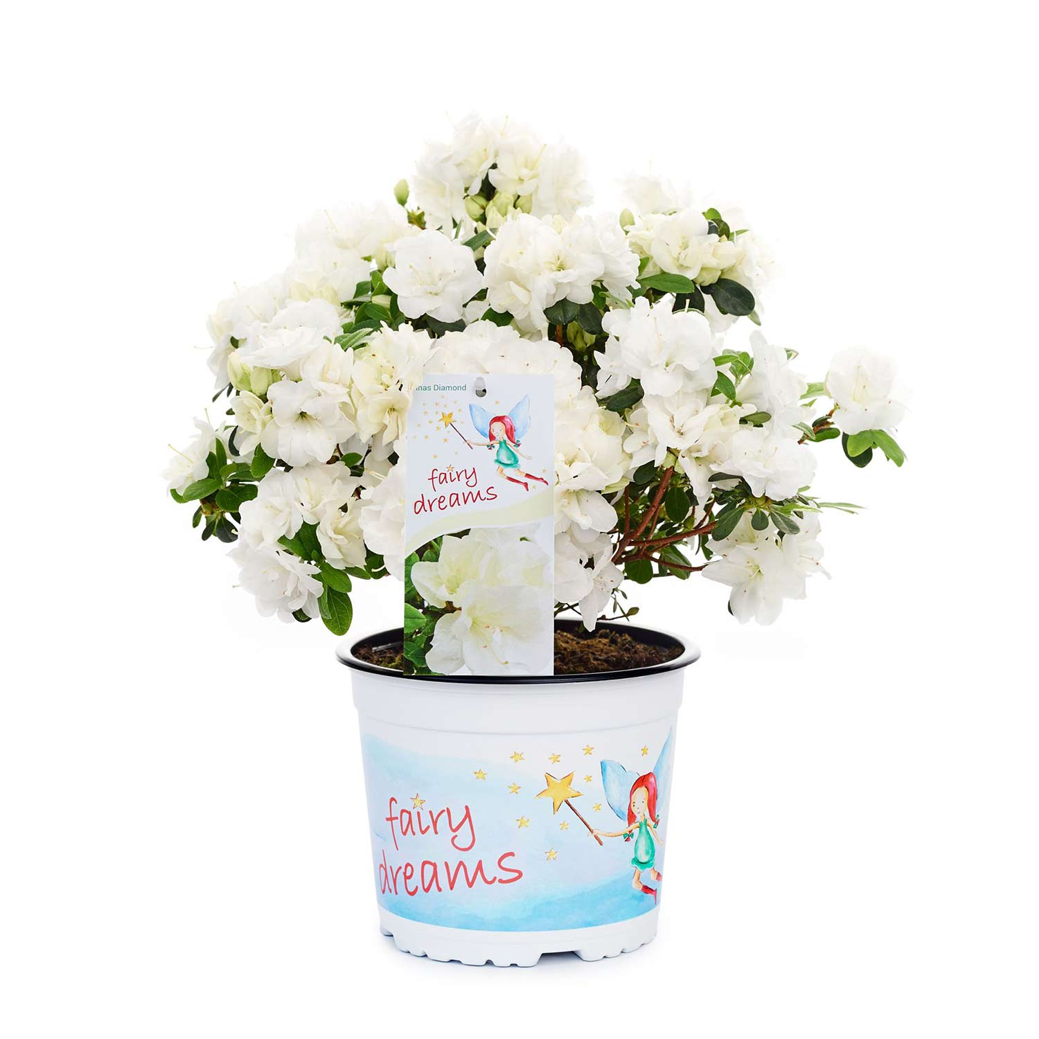 Feenland Azalee &#039;Fairy Dreams® Inas Diamond®&#039;, 2 Liter, 20 - 25 cm Liefergröße: 20 - 25 cm von Garten Schlüter