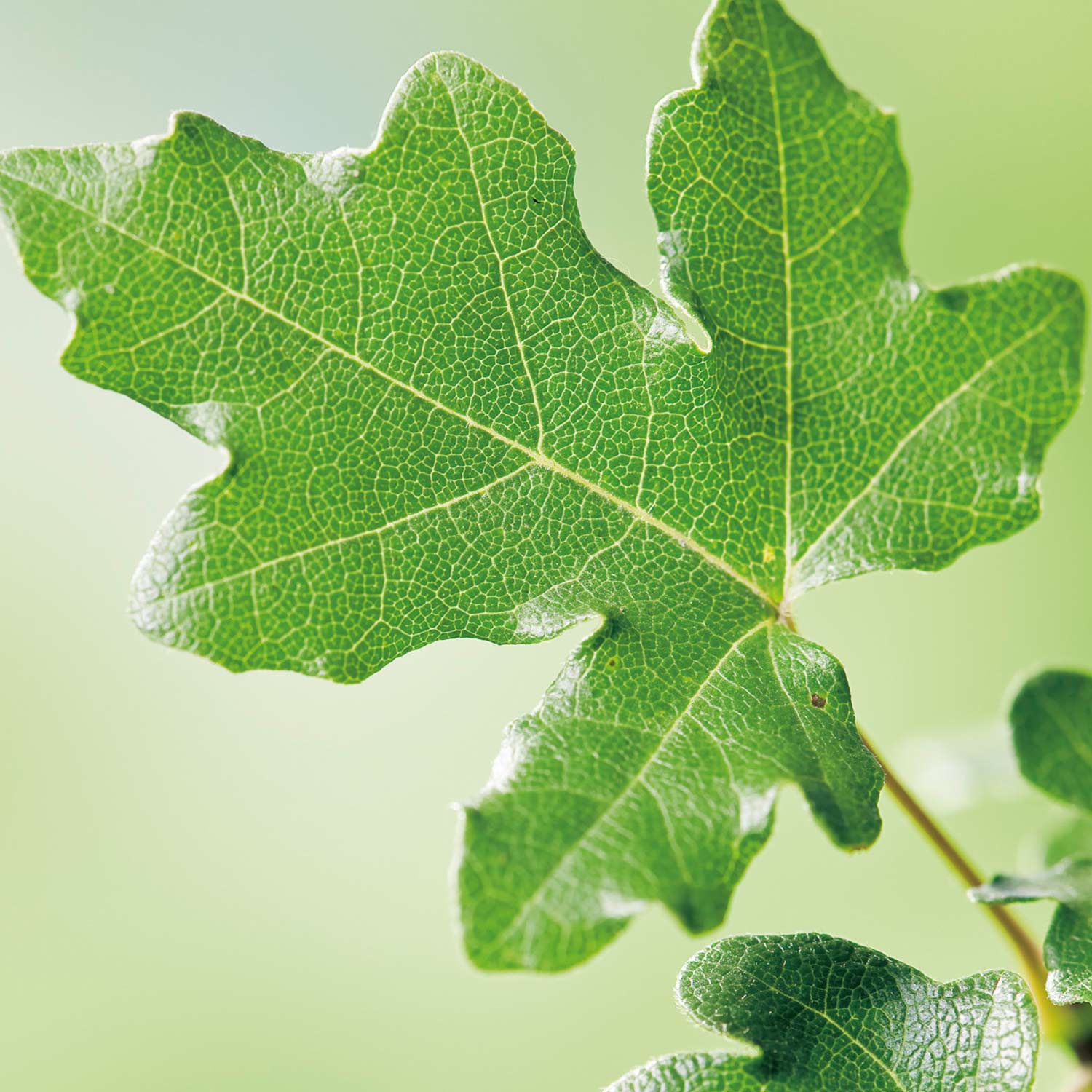 Feldahorn - Baum des Jahres 2015! 60- 80cm Liefergröße: 60 - 80cm Feldahorn - Baum des Jahres 2015! 60- 80cm Liefergröße: 60 - 80cm von Garten Schlüter