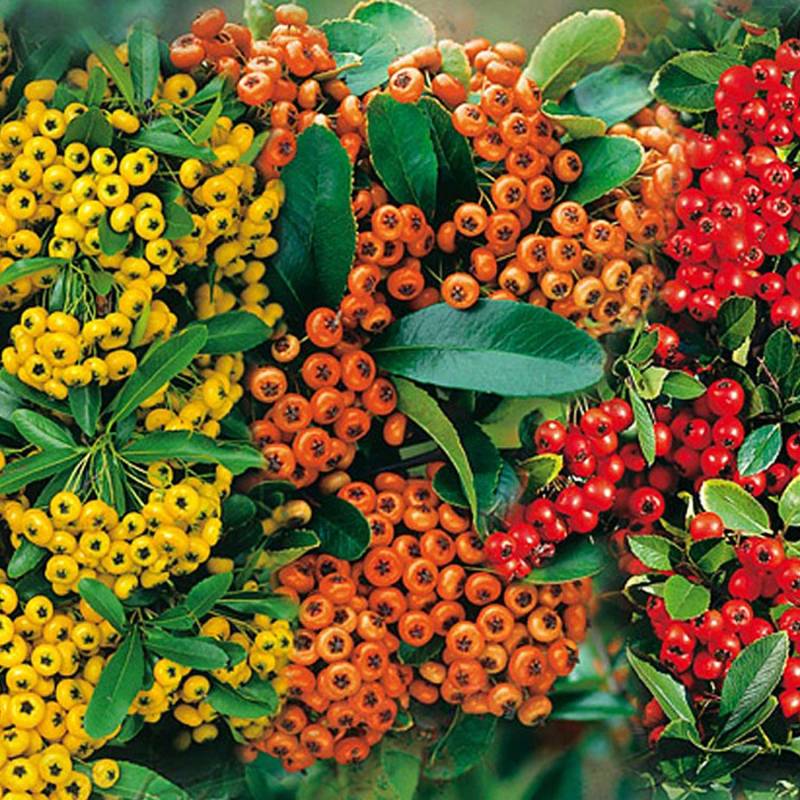 Feuerdorn &#039;Mischung&#039; - 3 Stück Liefergröße: | 3 Stück | 40 - 60 cm von Garten Schlüter