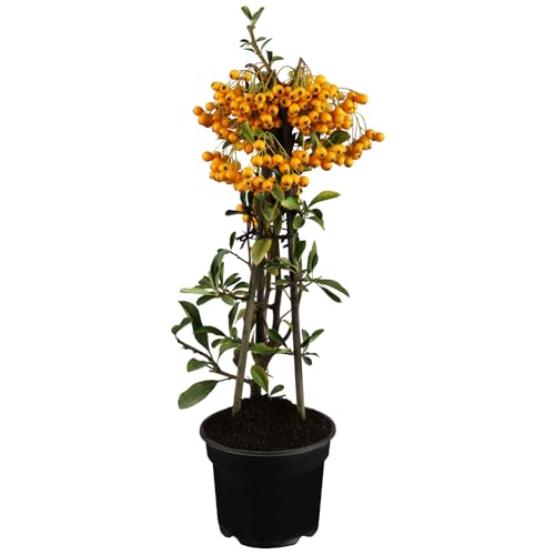 Feuerdorn Orange Glow Pyracantha Orange  Immergrüne Pflanze als Sichtschutz-Hecke - Heckenpflanze/Kletterpflanze von Garten Schlüter von Garten Schlüter