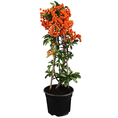 Feuerdorn Red Column Pyracantha Rot Immergrüne Pflanze als Sichtschutz-Hecke - Heckenpflanze/Kletterpflanze von Garten Schlüter von Garten Schlüter