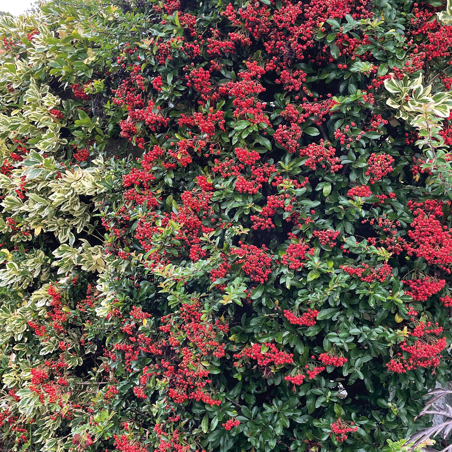 Feuerdorn &#039;Red Column&#039;, 5 Liter, 80 - 100 cm Liefergröße: 80 - 100 cm von Garten Schlüter