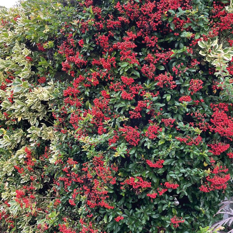 Feuerdorn &#039;Red Column&#039;, 5 Liter, 80 - 100 cm Liefergröße: 80 - 100 cm von Garten Schlüter