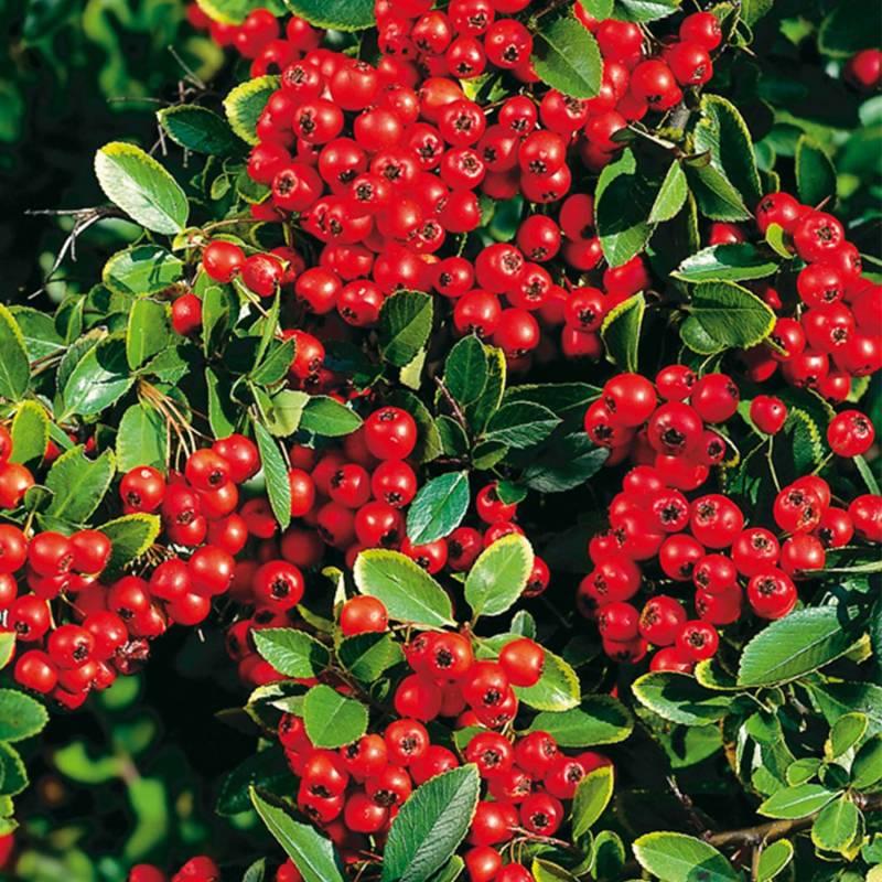 Feuerdorn &#039;Red Column&#039;, 2 Liter, 40 - 60 cm Liefergröße: 40 - 60 cm von Garten Schlüter