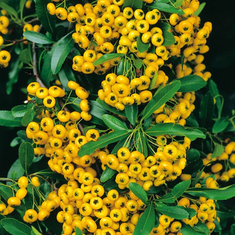 Feuerdorn &#039;Soleil d&#039;or&#039; C5 100 - 125 cm Liefergröße: 100 - 125 cm von Garten Schlüter