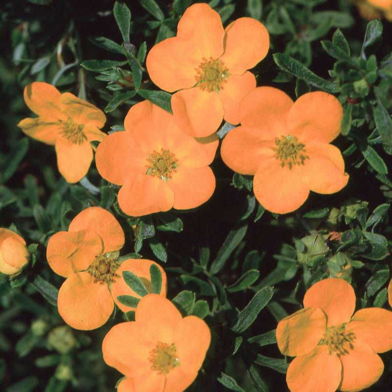 Fingerstrauch &#039;Hopley Orange&#039; Liefergröße: 20 - 30 cm von Garten Schlüter