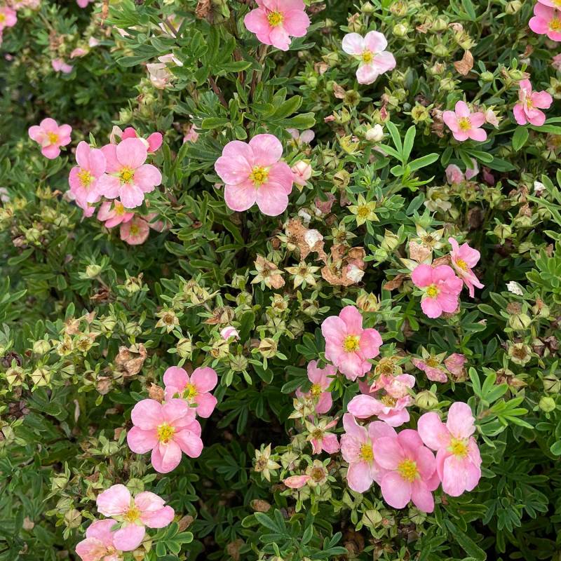 Fingerstrauch &#039;Pink Beauty&#039;, 1 Liter, 20 - 30 cm Liefergröße: 20 - 30 cm von Garten Schlüter