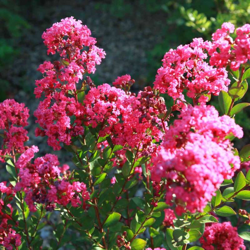 Flieder des Südens &#039;With Love® Kiss&#039; Liefergröße: 40 - 60 cm von Garten Schlüter