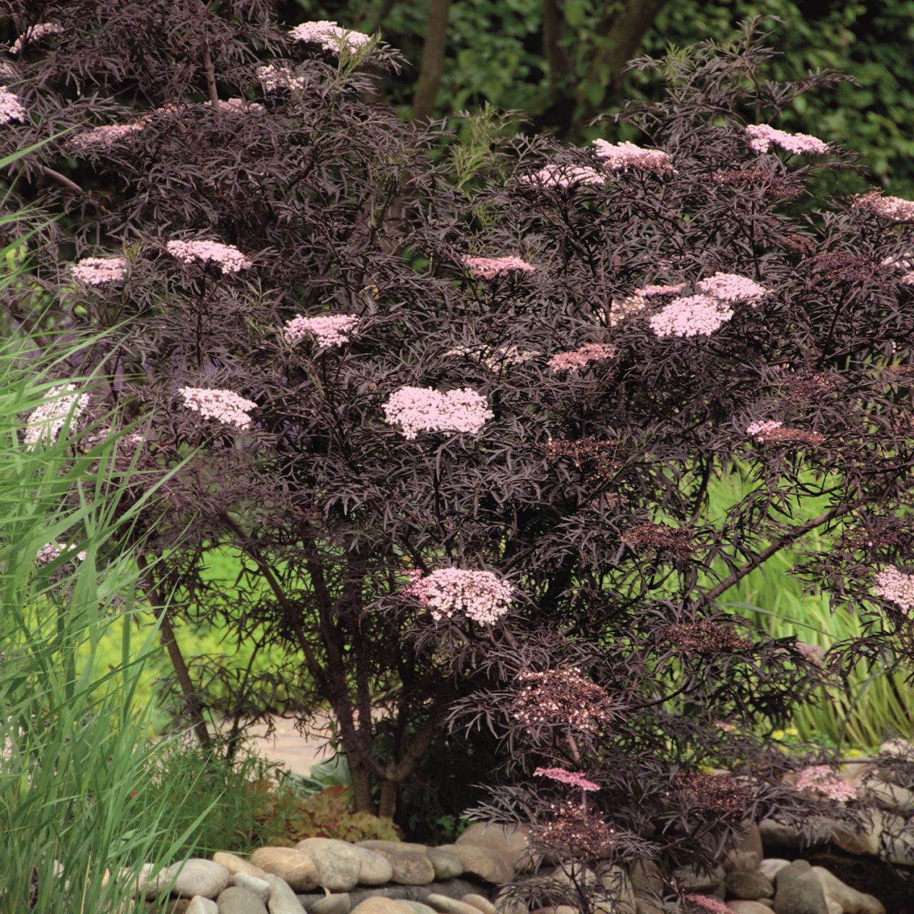 Fliederbeere 'Black Lace®' von Garten Schlüter