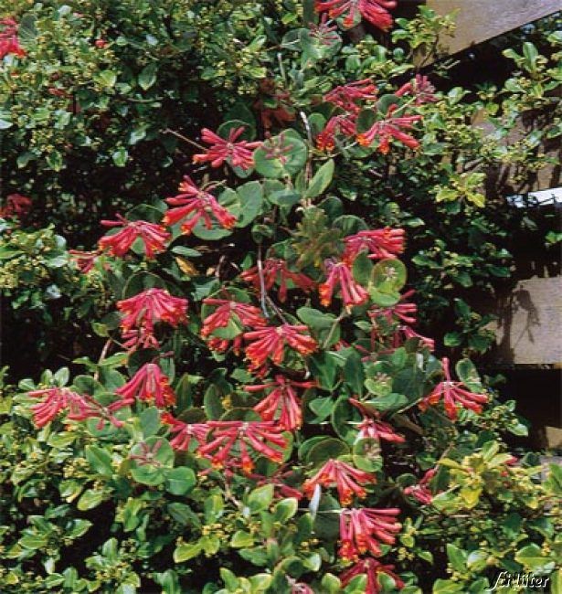 Fuchsienblütige Geißschlinge 'Dropmore Scarlet' von Garten Schlüter