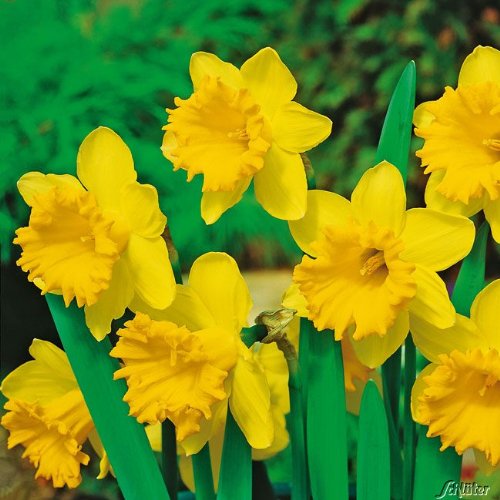Garten Schlüter Narzissen-Zwiebeln Dutch Master Blumenzwiebeln Osterglocken - Narzisse mehrjährig - 5 Narzissenzwiebeln Pflanzen in Top Qualität Garten Schlüter Narzissen-Zwiebeln Dutch Master Blumenzwiebeln Osterglocken - Narzisse mehrjährig - 5 Narzissenzwiebeln Pflanzen in Top Qualität von Garten Schlüter