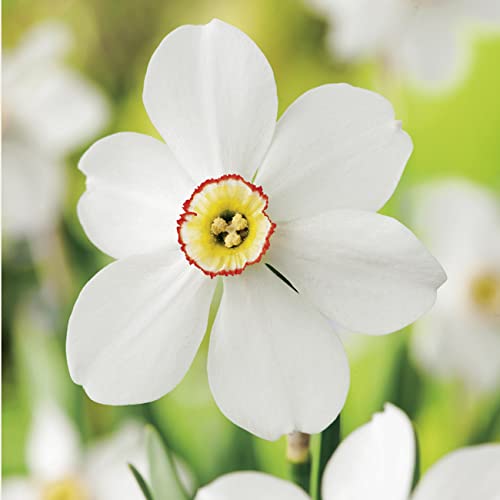 Garten Schlüter Narzissen-Zwiebeln Poeticus Recurvus Blumenzwiebeln Osterglocken - Dichternarzisse - Narzisse mehrjährig - 5 Narzissenzwiebeln Pflanzen in Top Qualität von Garten Schlüter
