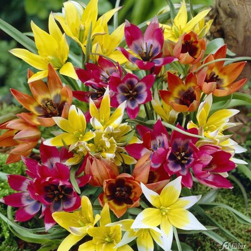 Garten-Schlüter Wildtulpe 'Mischung' - 10 Stück von Garten Schlüter