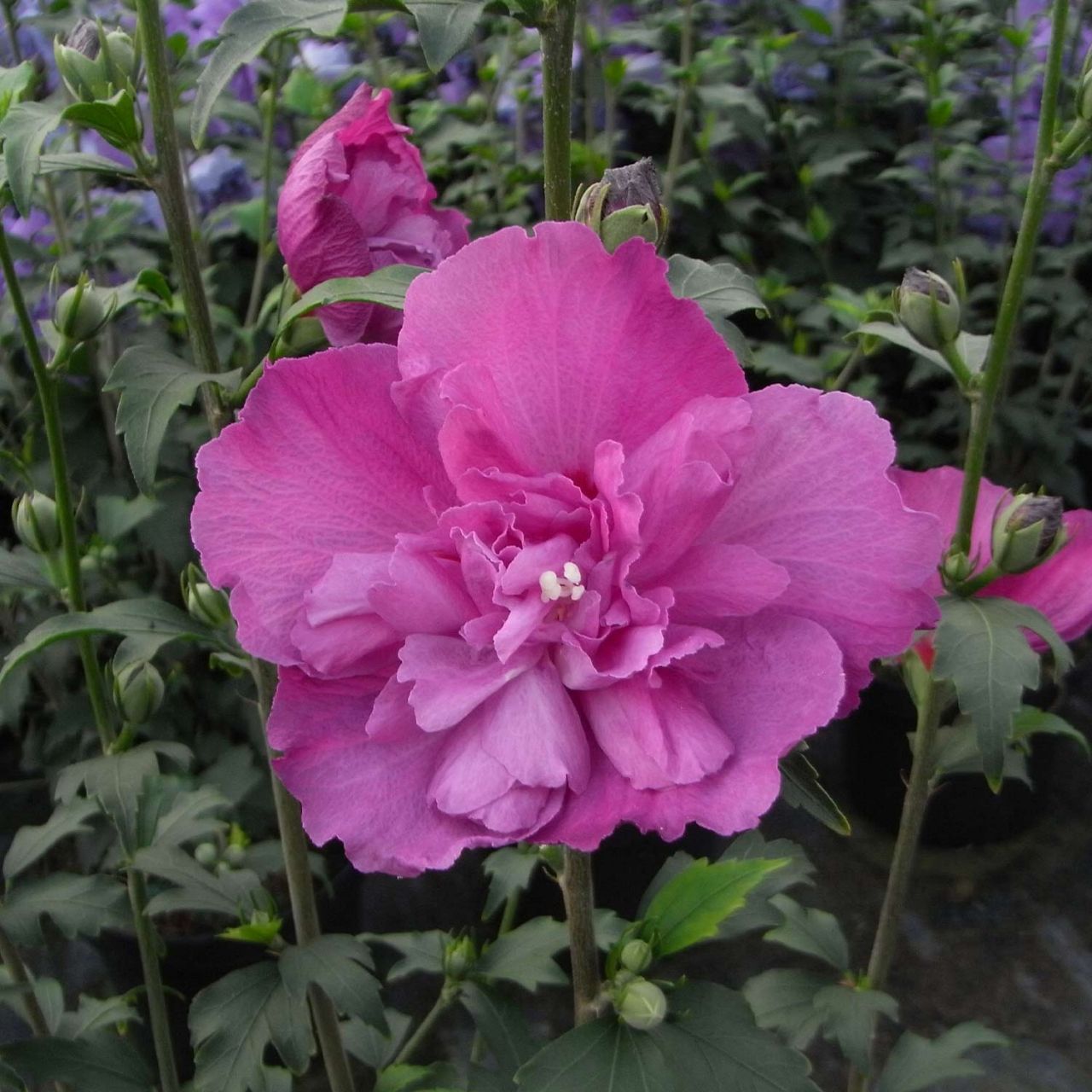 Garteneibisch / Hibiskus 'Duc de Brabant' von Garten Schlüter