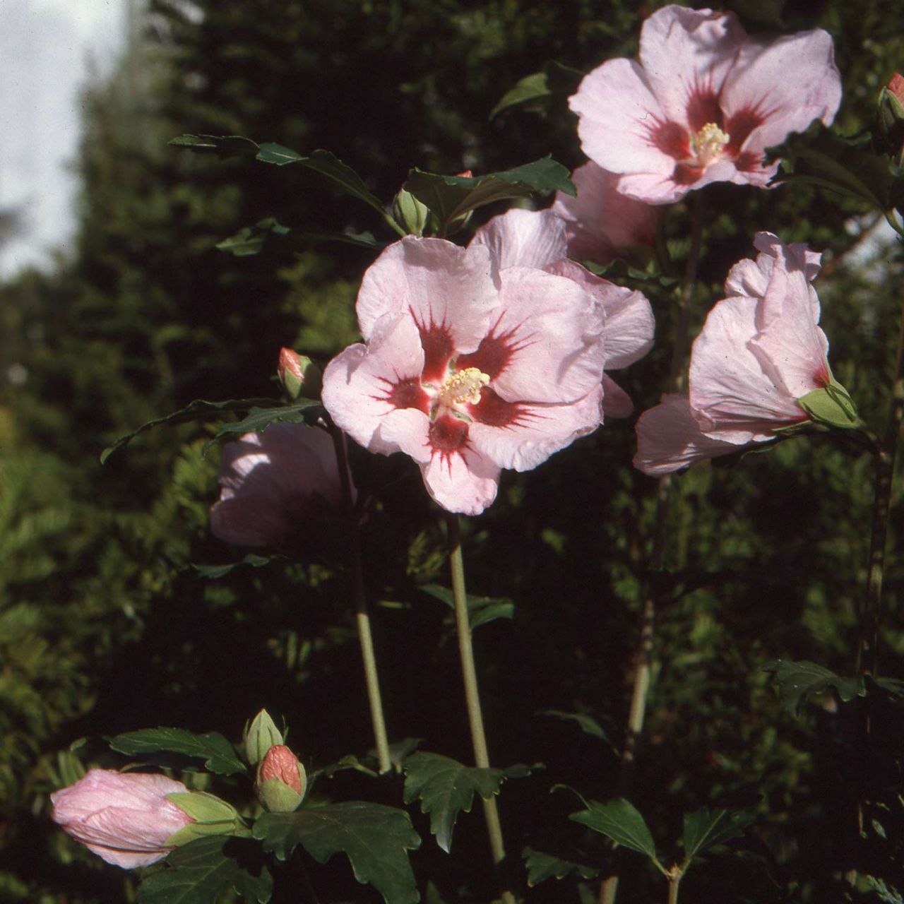 Garteneibisch / Hibiskus 'Hamabo' von Garten Schlüter