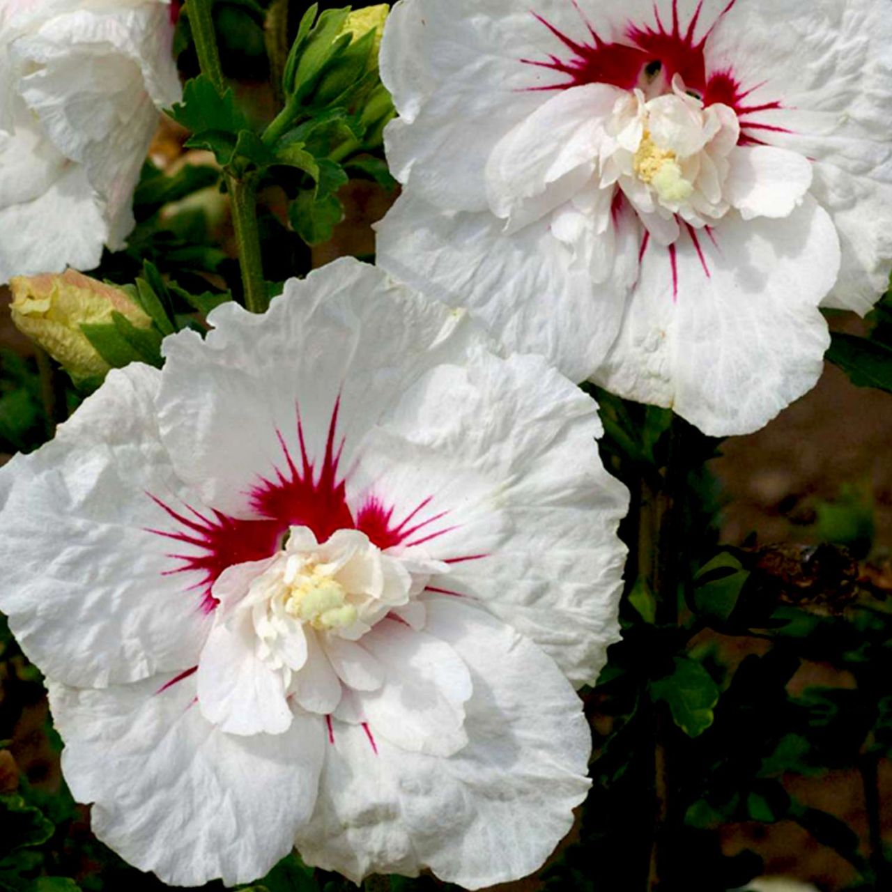 Garteneibisch 'French Point®' von Garten Schlüter