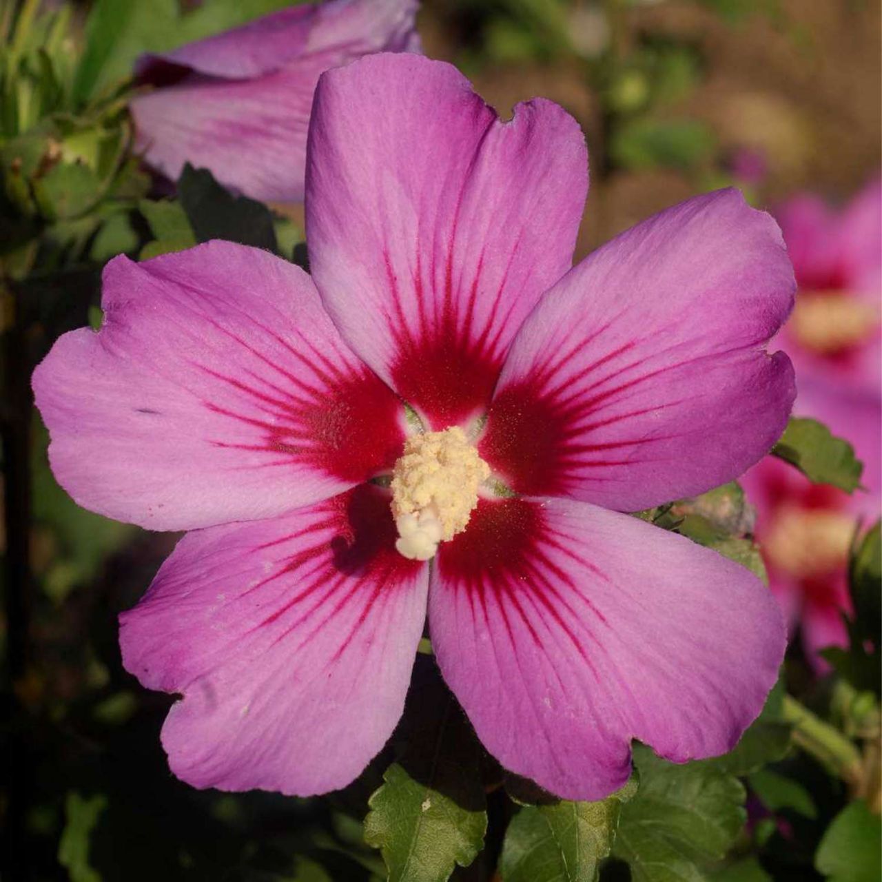 Garteneibisch 'Russian Violet®' von Garten Schlüter