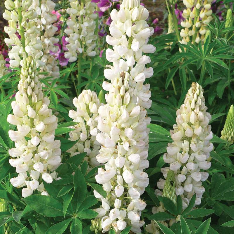 Gartenlupine &#039;Weiß&#039; - 3 Stück Liefergröße: | 3 Stück von Garten Schlüter