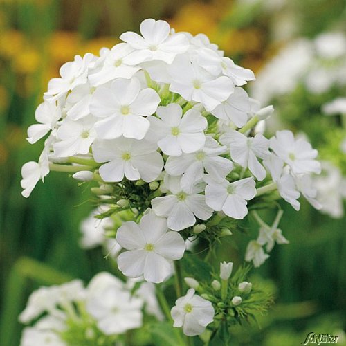 Gartenphlox 'Rembrandt' von Garten Schlüter