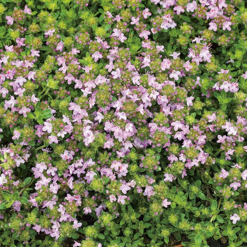 Gartenthymian &#039;Duftkissen&#039; Lieferform: Im 9 cm Topf von Garten Schlüter