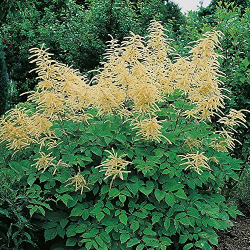 Geißbart - Gartenpflanzen in Top-Qualität von Garten Schlüter Geißbart - Gartenpflanzen in Top-Qualität von Garten Schlüter von Garten Schlüter