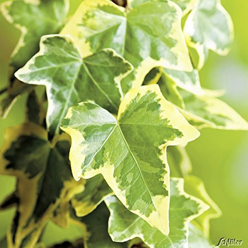 Gelbbunter Efeu Goldchild- Hedera Helix - Efeuranke als Sichtschutz oder Bodendecker - Kletterpflanze für Garten, Teich und Vorgarten - Efeublätter sind immergrün - Top Qualität von Garten Schlüter von Garten Schlüter