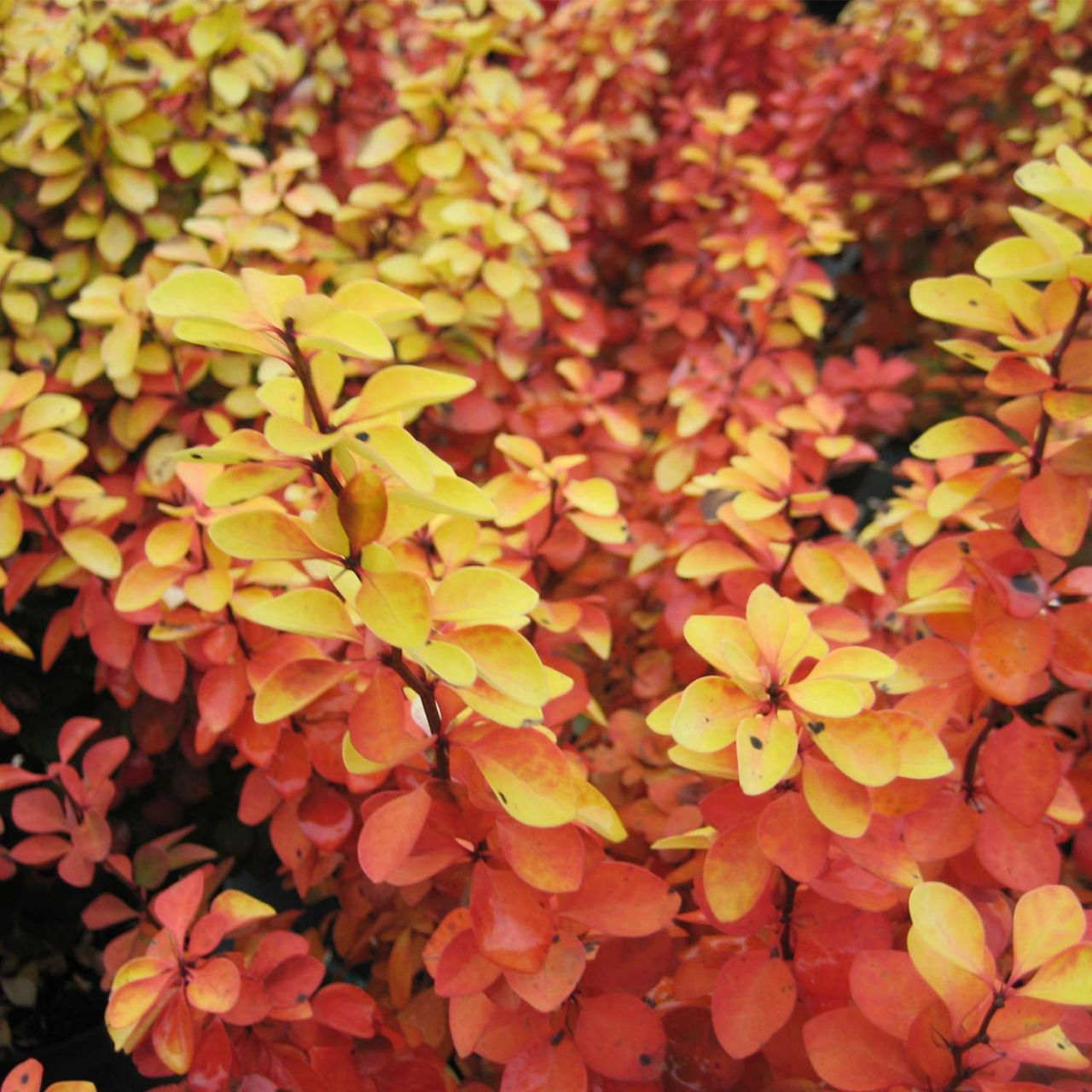 Gelbe Säulen-Berberitze 'Golden Torch' von Garten Schlüter