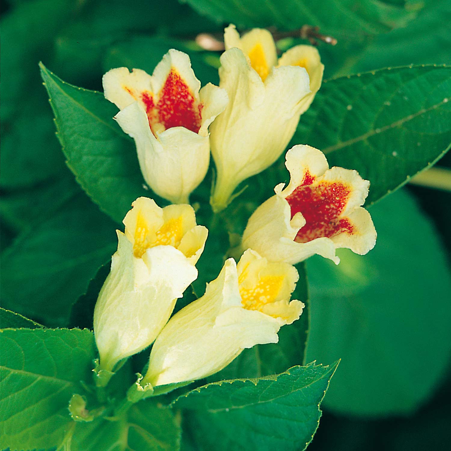 Gelbe Weigelie &#039;Feuerkelch&#039; Liefergröße: 40 - 60 cm von Garten Schlüter