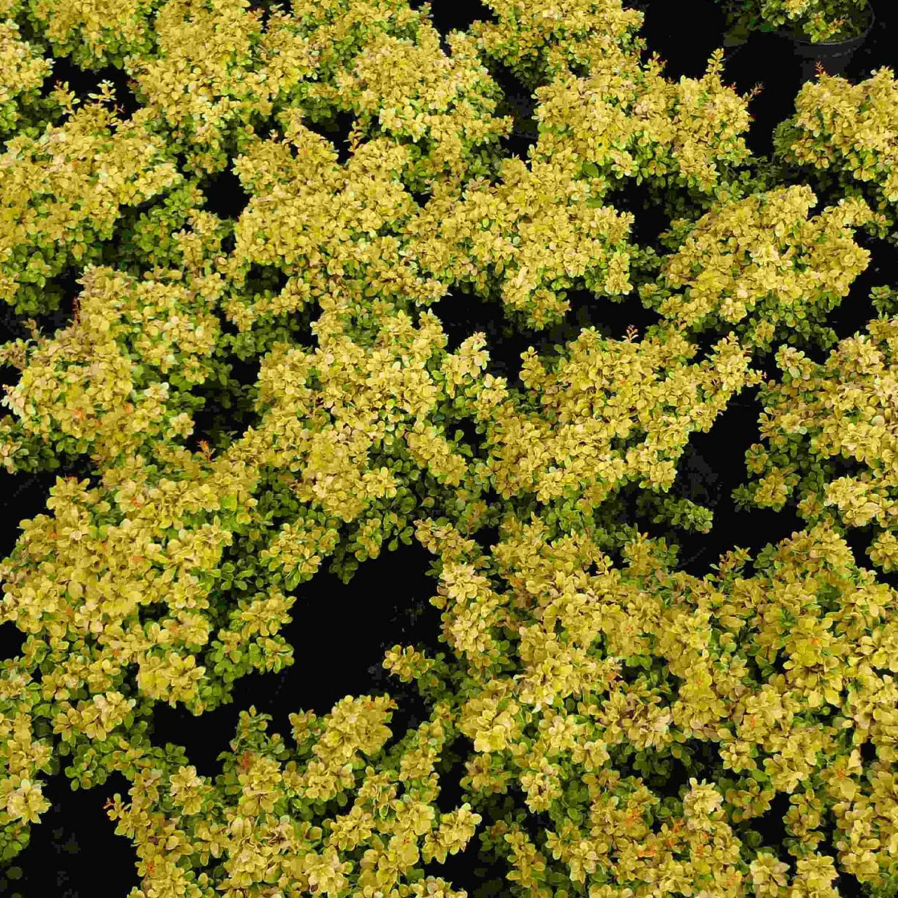 Gelbe Zwerg-Berberitze 'Bonanza Gold®' von Garten Schlüter