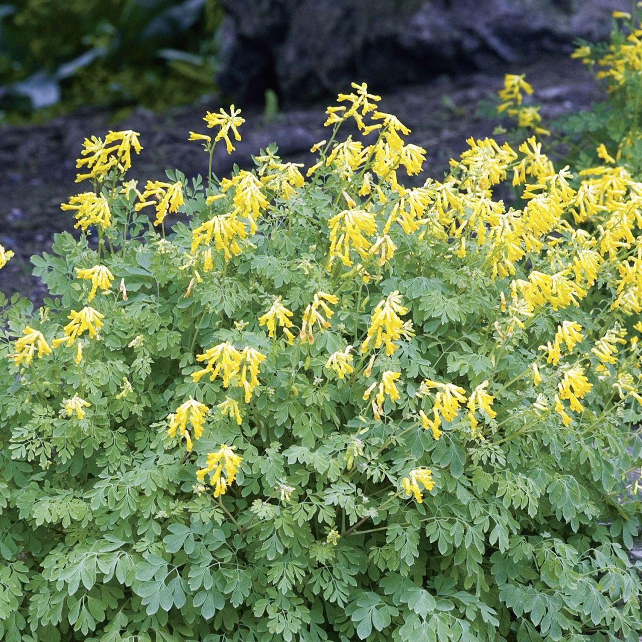 Gelber Lerchensporn von Garten Schlüter