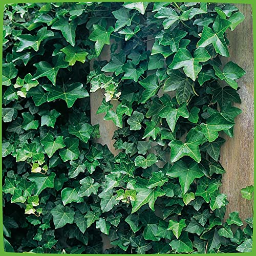 Gemeiner Efeu - Hedera Helix - Efeuranke als Sichtschutz oder Bodendecker - Kletterpflanze für Garten, Teich und Vorgarten - Efeublätter winterfest und immergrün - Pflanzen in Top Qualität von Garten Gemeiner Efeu - Hedera Helix - Efeuranke als Sichtschutz oder Bodendecker - Kletterpflanze für Garten, Teich und Vorgarten - Efeublätter winterfest und immergrün - Pflanzen in Top Qualität von Garten von Garten Schlüter