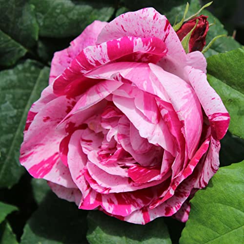 Gestreifte Edelrose Fedinand Pichard karmesinrot, purpur, rosa, kugelförmig, gefüllt, gestreift, stark duftend (Im 5 Liter Topf) von Garten Schlüter