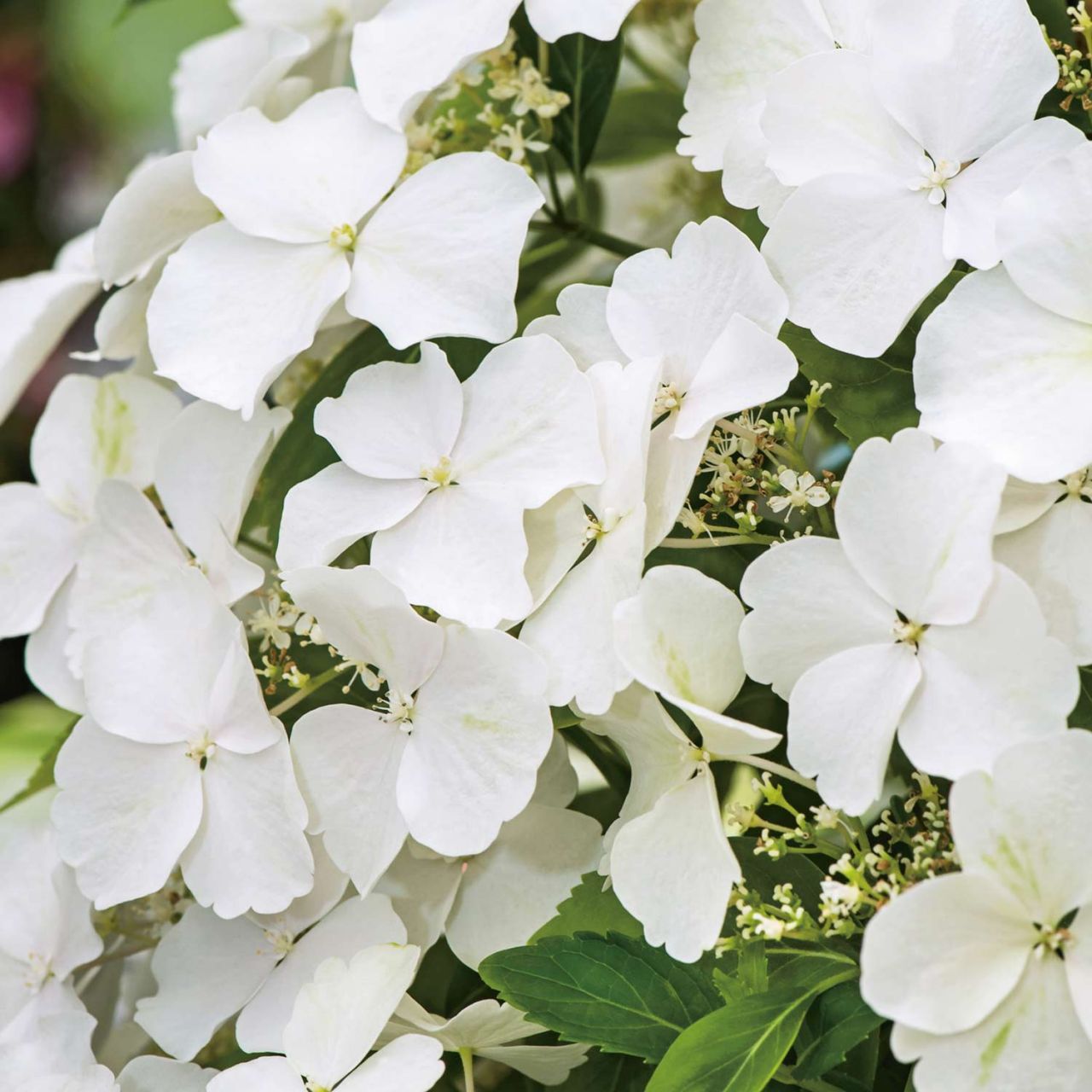 Girlanden-Hortensie 'Runaway Bride®' von Garten Schlüter