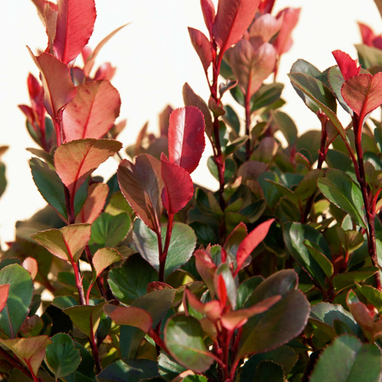 Glanzmispel &#039;Carré Rouge&#039; C10 80 - 100 cm Liefergröße: 80 - 100 cm von Garten Schlüter