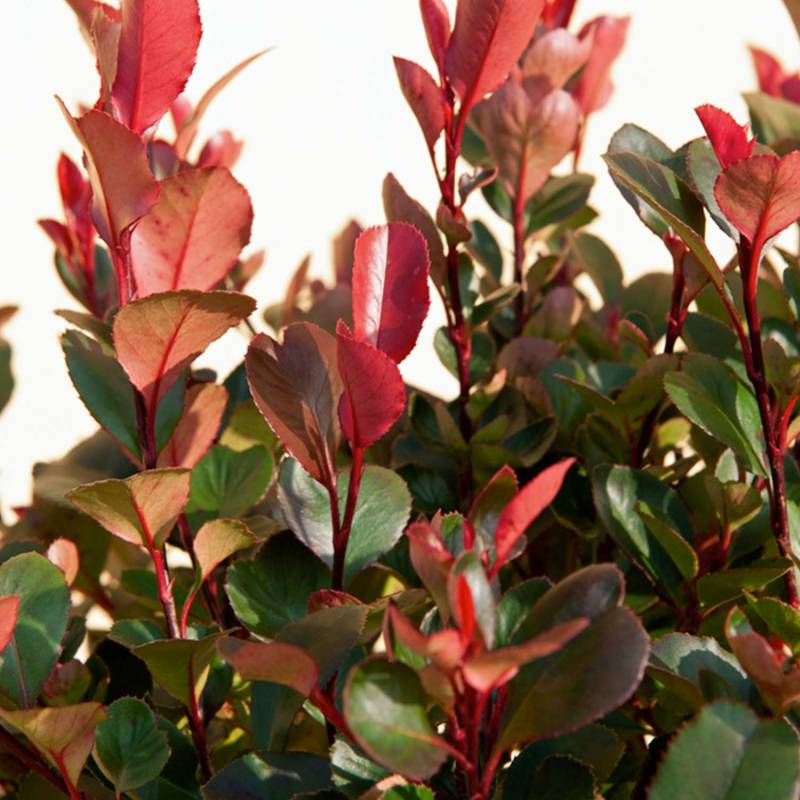 Glanzmispel &#039;Carré Rouge&#039; 60/80 Liefergröße: 60 - 80 cm von Garten Schlüter
