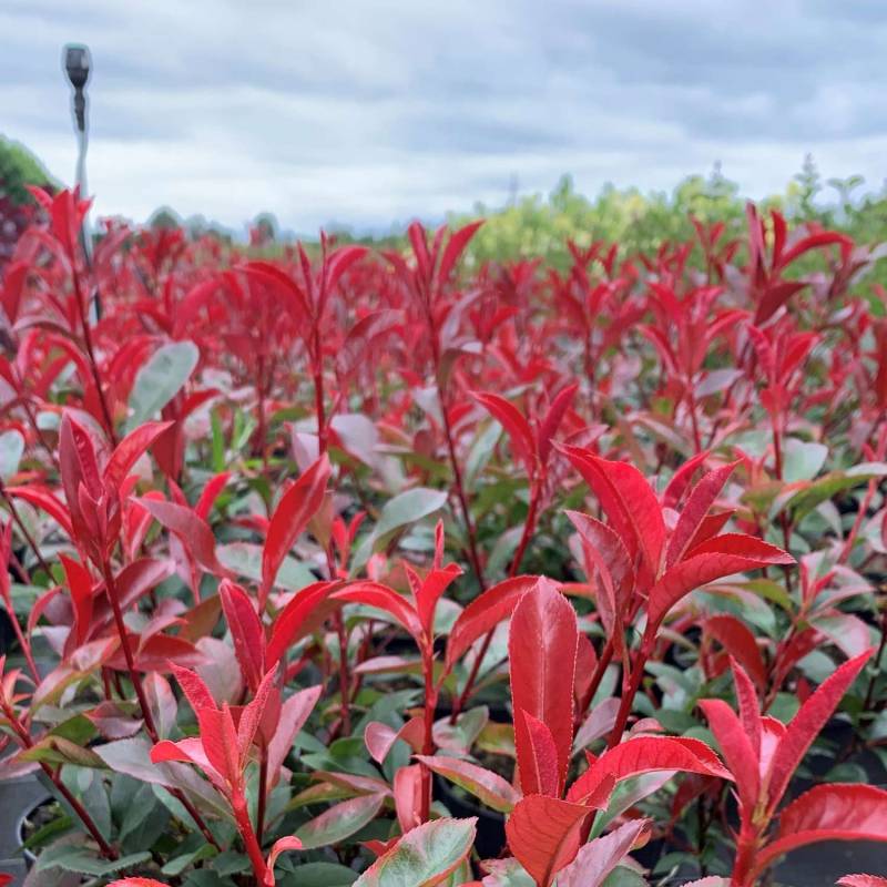 Glanzmispel &#039;Red Compact®&#039; C5 60-80 Liefergröße: 60 - 80 cm von Garten Schlüter