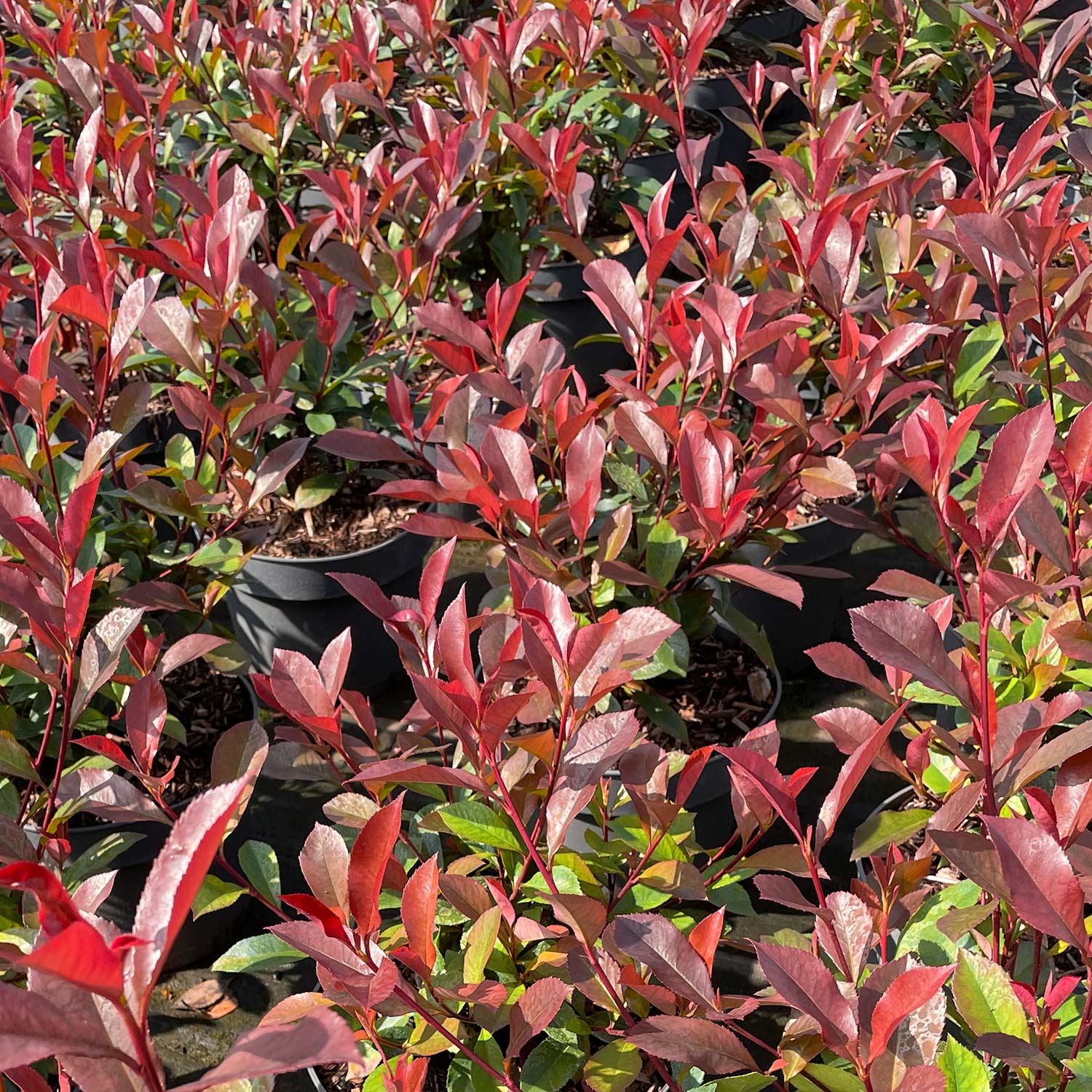Glanzmispel 'Robusta Compact' Liefergröße: 40 - 60 cm Glanzmispel 'Robusta Compact' Liefergröße: 40 - 60 cm von Garten Schlüter