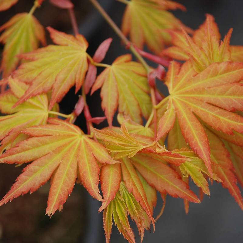 Goldahorn 'Orange Dream' C 3-5, 80 - 100 Liefergröße: 80 - 100 cm Goldahorn 'Orange Dream' C 3-5, 80 - 100 Liefergröße: 80 - 100 cm von Garten Schlüter