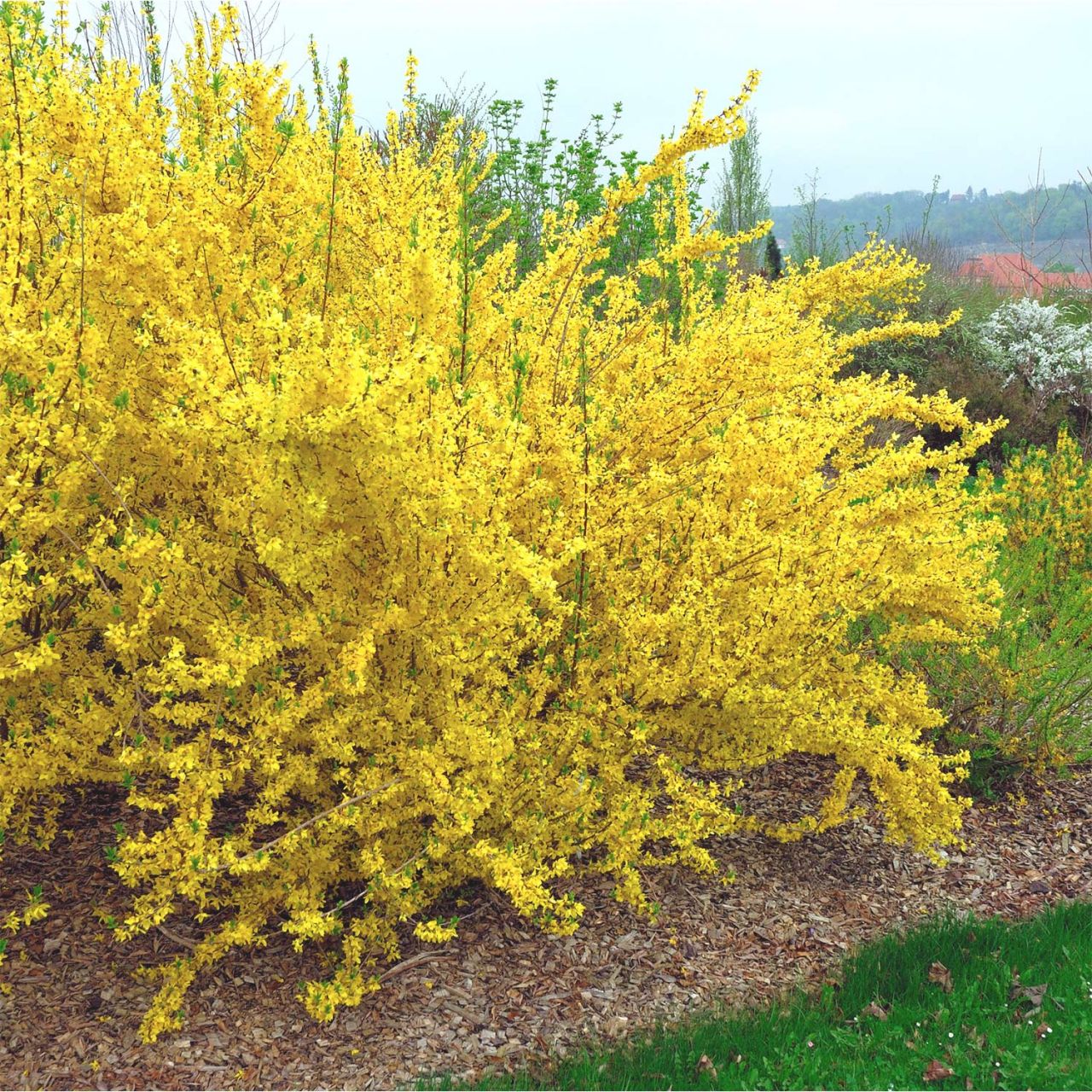 Goldglöckchen/Forsythie 'Lynwood Gold' von Garten Schlüter