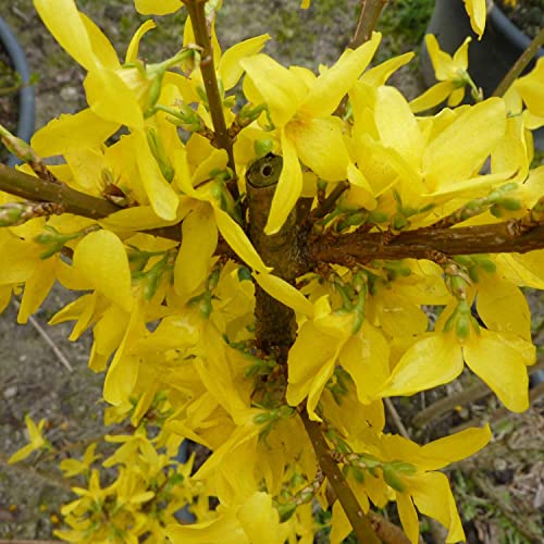 Goldglöckchen/Forsythie 'Weekend' - Container von Garten Schlüter