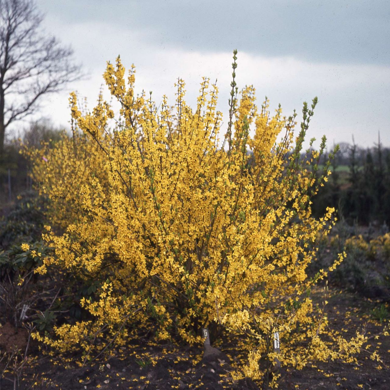 Goldglöckchen / Forsythie 'Spectabilis' von Garten Schlüter