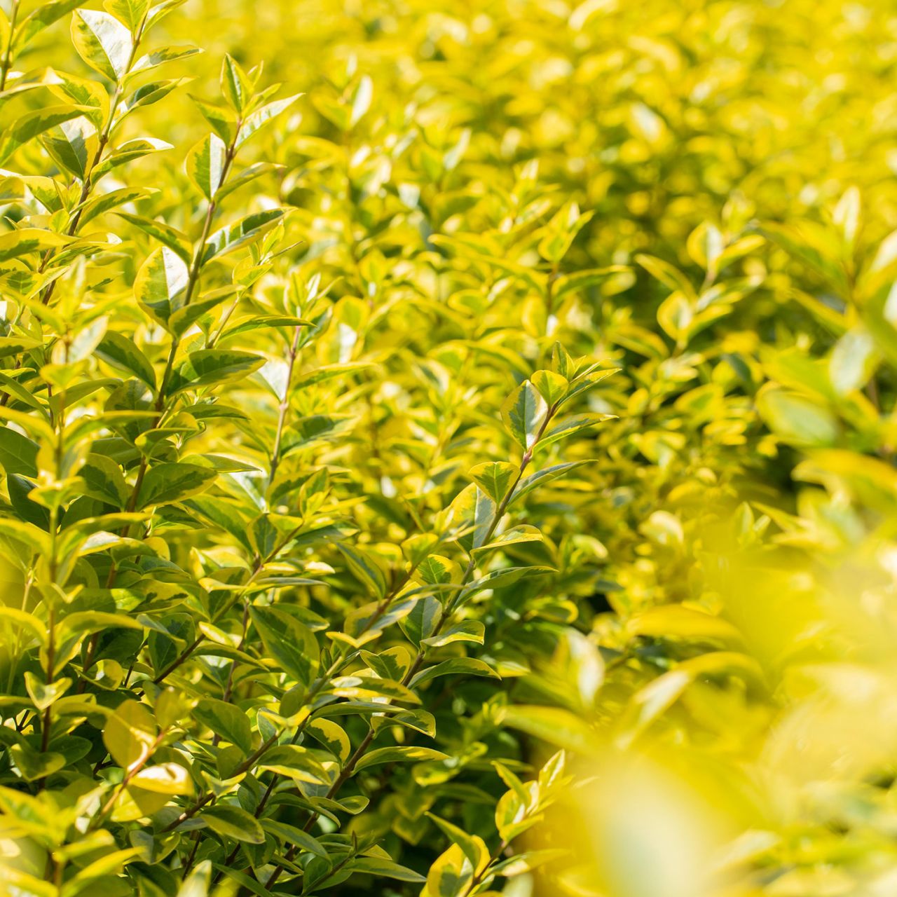 Goldliguster 'Aureum' von Garten Schlüter