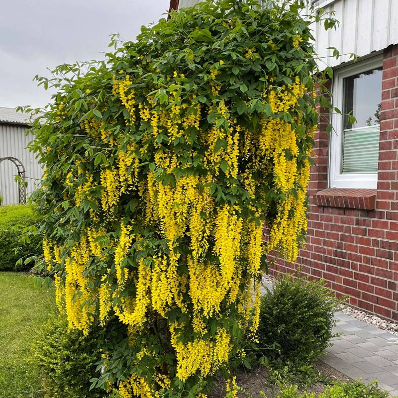 Goldregen &#039;Vossii&#039; C 7,5 100 - 150 Liefergröße: 100 - 150 cm, gestäbt von Garten Schlüter