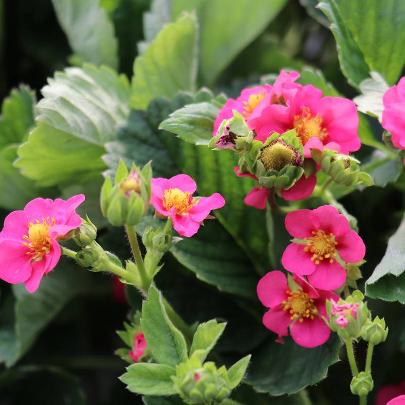 Gourmeterdbeere &#039;Double Pleasure® Standing Pink Wonder® Lieferform: Im 2 Liter Topf von Garten Schlüter