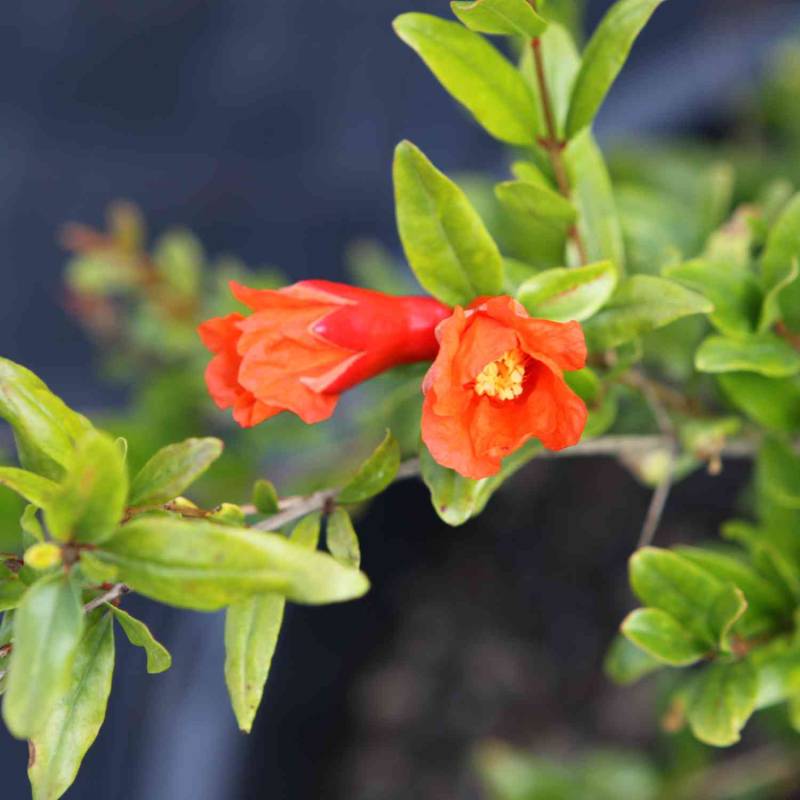 Granatapfel &#039;Crimson Sky&#039; Liefergröße: 60 - 80 cm von Garten Schlüter